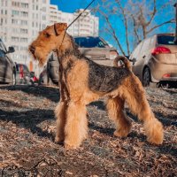 SHER SHARON - SHER SHARONGrandchampion of Russia, Champion of Russia, Champion of the National Airedale Terrier Club, 3*RKF, 6*BOB, 3*BOS, 3*CACIB, BIG, BIG-3, BIG-4, HD-A, ED-O.Рожд. 24.09.2017 (о. Int. Ch. Sher Wild Thorn &amp; м. Ch. Sher Skalli II) Владелец: Остапенко Оксана (г. Москва)